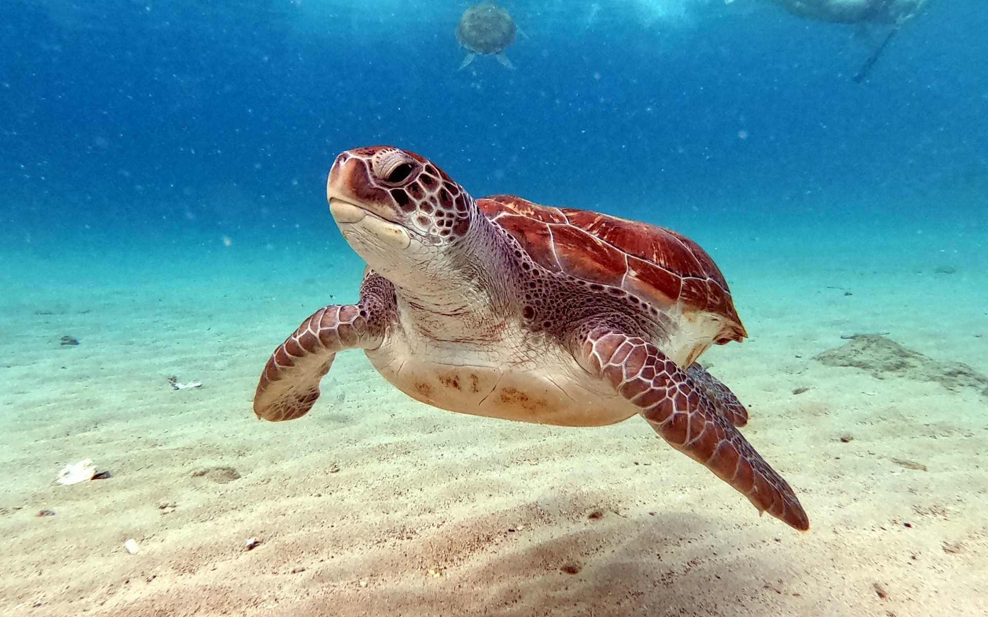 turtle snorkel Greece